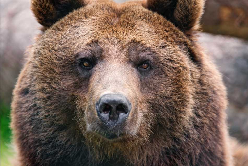 Кто быстрее медведь или волк?