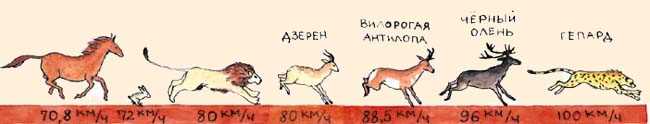 Кто быстрее страус или гепард?