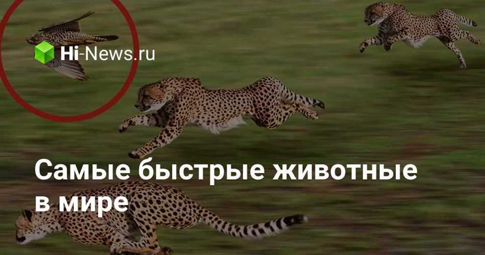 Кто быстрее всех бегает?