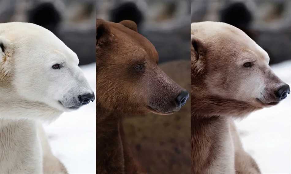 Различия во внешности белых и бурых медведей