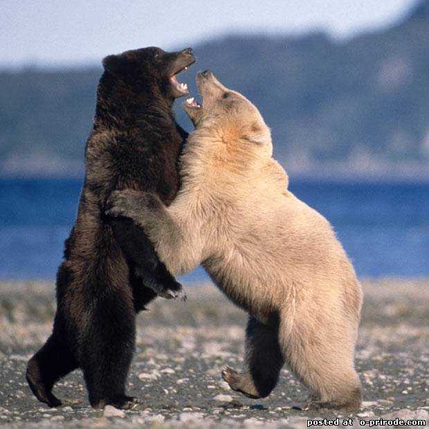 Кто больше: белый или бурый медведь?