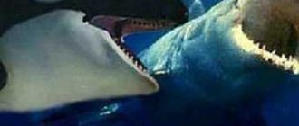 Касатка или белая акула: кто крупнее?