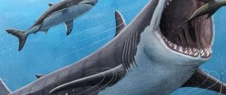 Кто сильнее мегалодона - современные акулы или динозавры