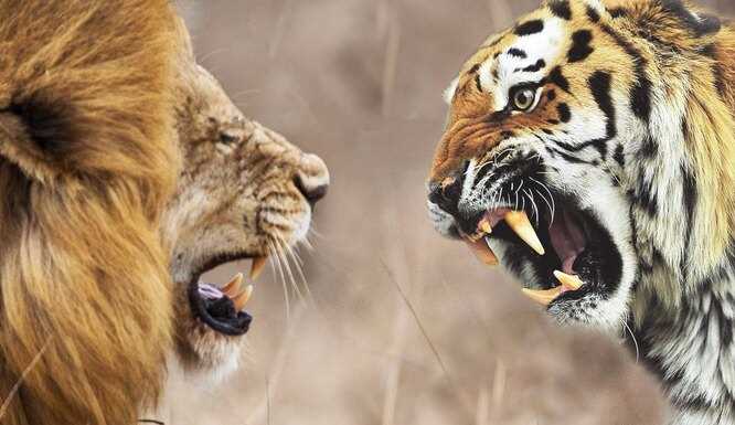 Сравнение размеров тигра и льва