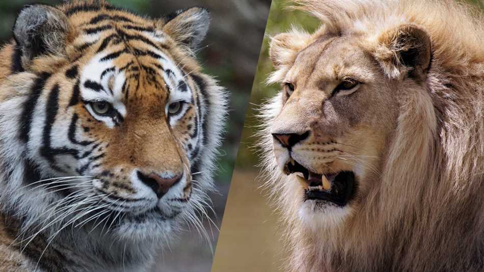 Кто больше по размеру тигр или лев?