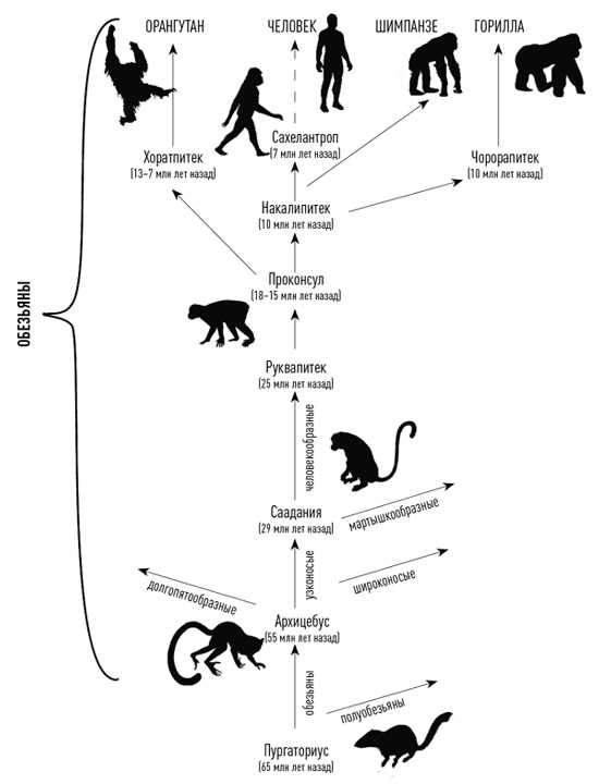 История доказательств общего предка человека и обезьян