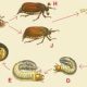 Кто ест майских жуков? - интересные факты и питание майского жука