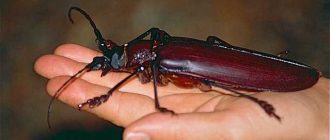 Кормильцы жука усача: кто поедает этого насекомого?