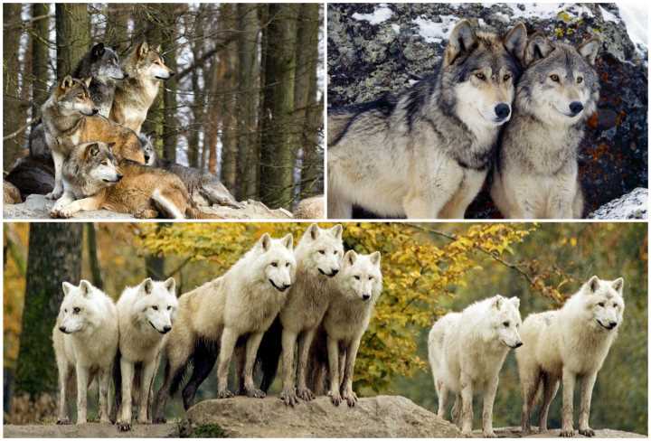 Размножение и семья у волков