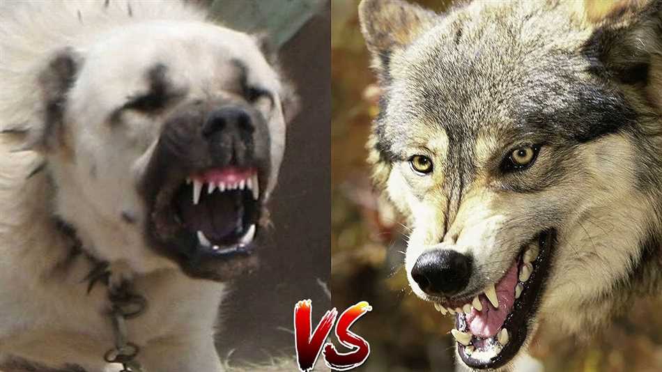 Алабай против волка: реальные примеры сражений
