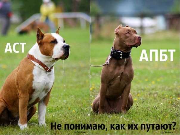 Физические характеристики питбуля и стаффордширского бультерьера