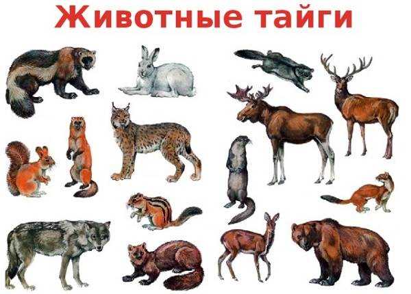 Раздел 3: Русская косуля