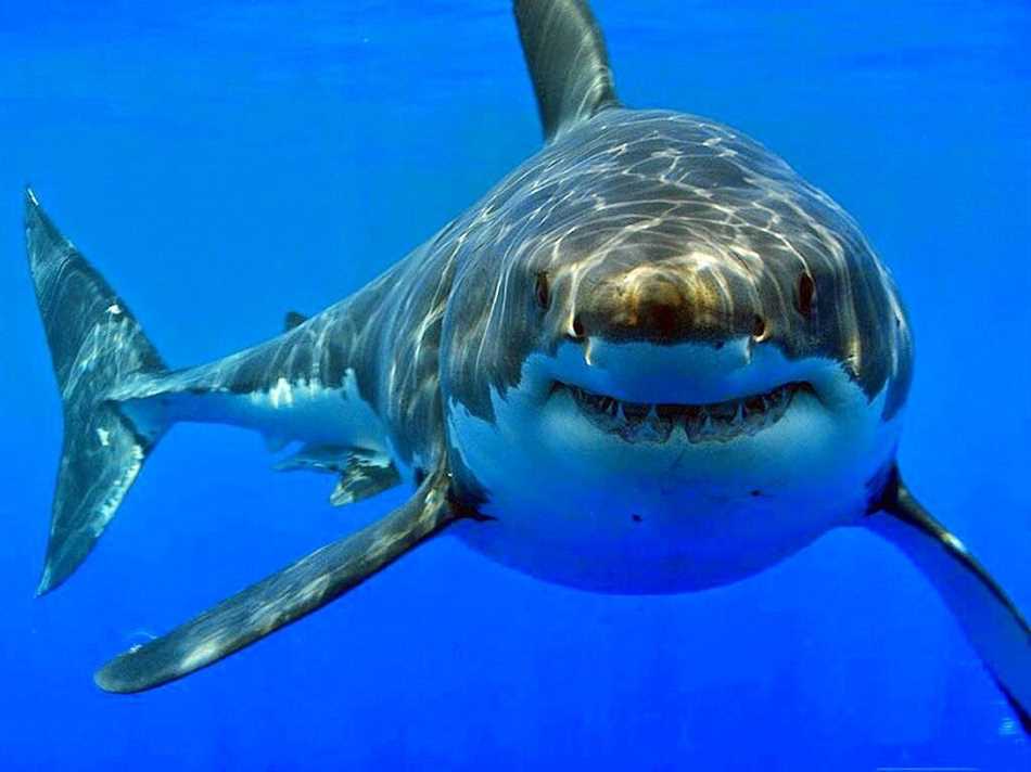 Кто опаснее акула или пиранья?