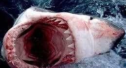 Кто опасней акула или касатка для человека?