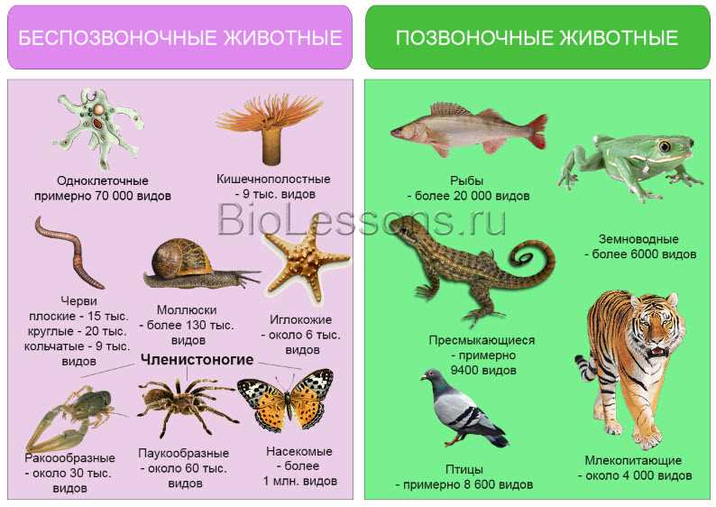 Значение земноводных в экосистеме