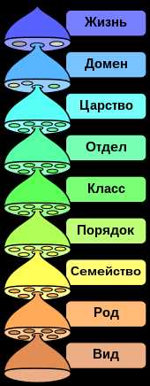 Кто относится к категории животных?