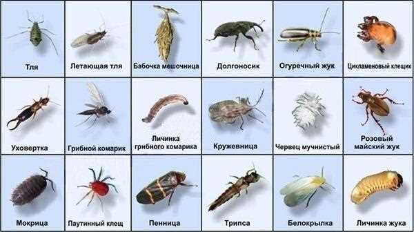 Кто относится к хищным насекомым?