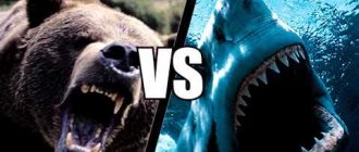 Кто победит: акула или медведь?