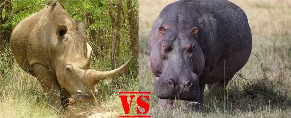 Кто победит бегемот или носорог?