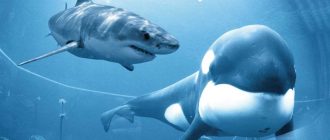 Касатка vs белая акула: кто победит в их схватке?