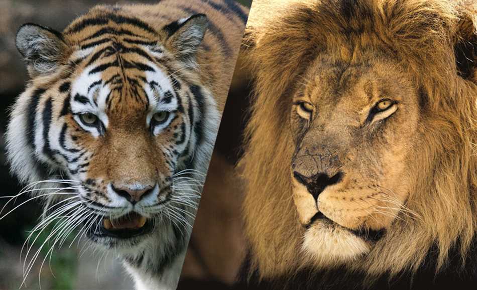 Лев и тигр уссурийский: краткая характеристика и история
