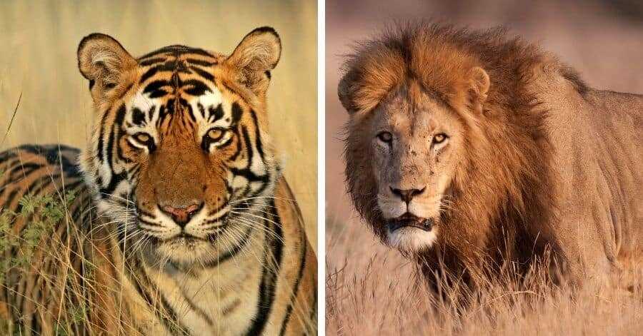 Кто победит в схватке лев или тигр уссурийский?