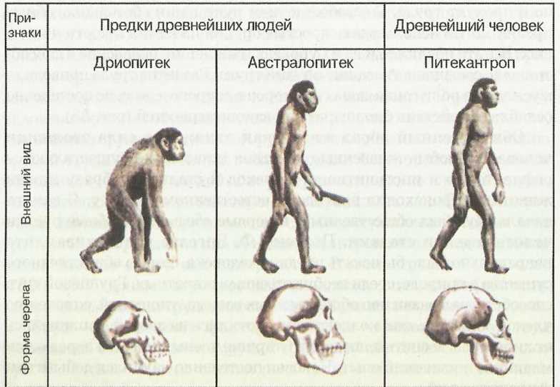 Влияние на развитие Homo sapiens