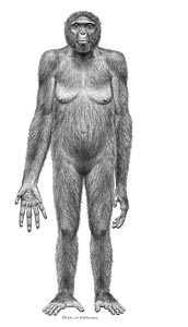 Homo erectus