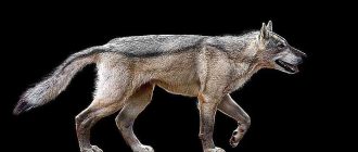 Кто появился раньше: собаки или волки?