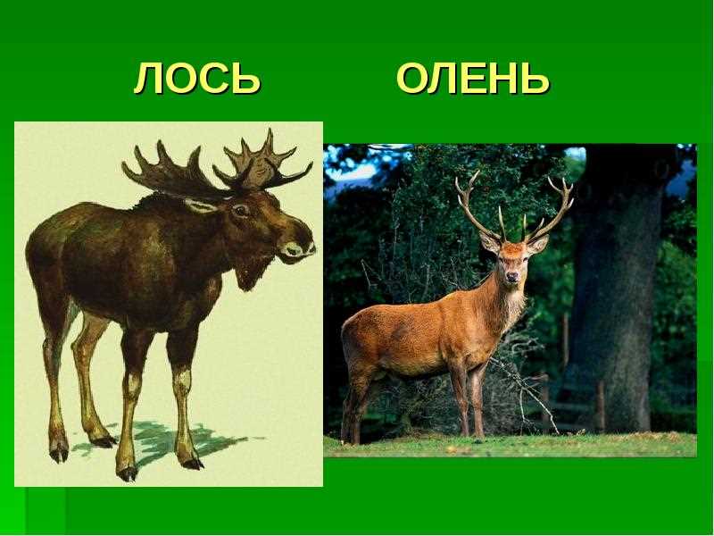 Кто родственник оленя и лося?