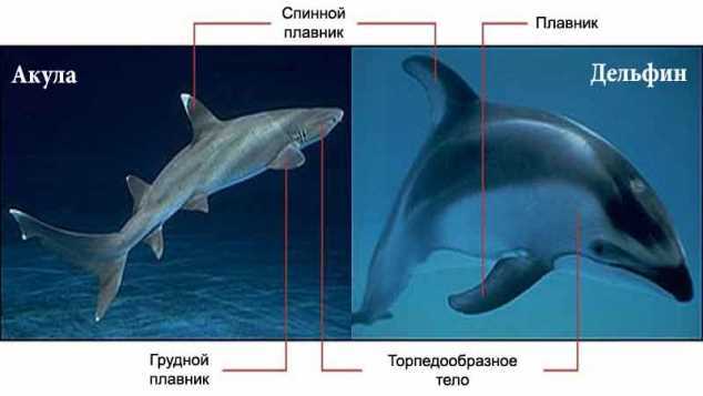 Дельфины: умные и социальные млекопитающие