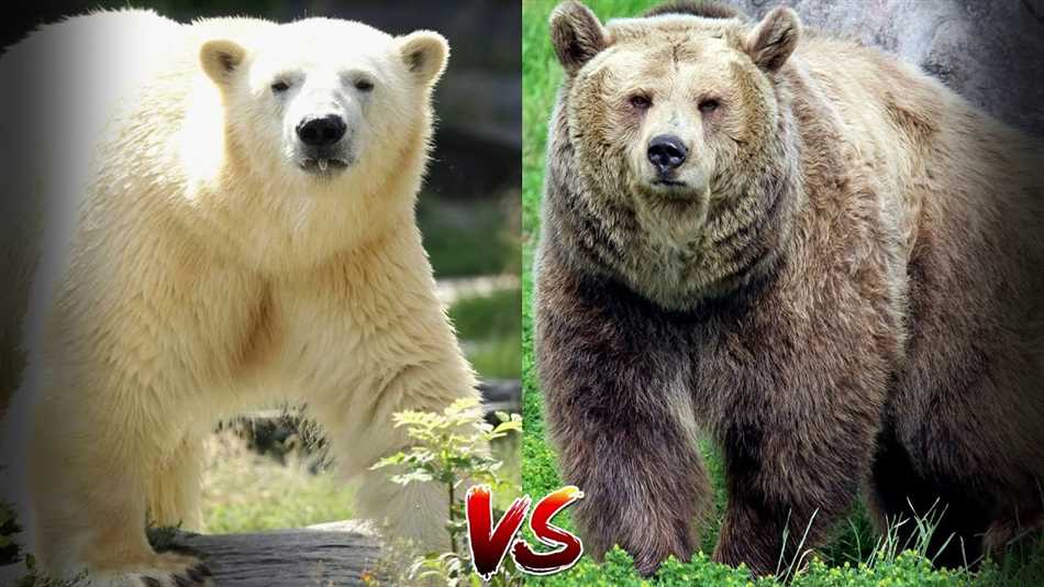 Белый медведь против бурого медведя: кто сильнее?
