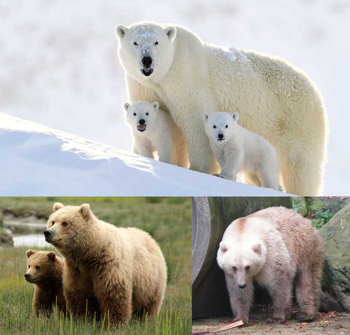 Характеристики и особенности белого медведя