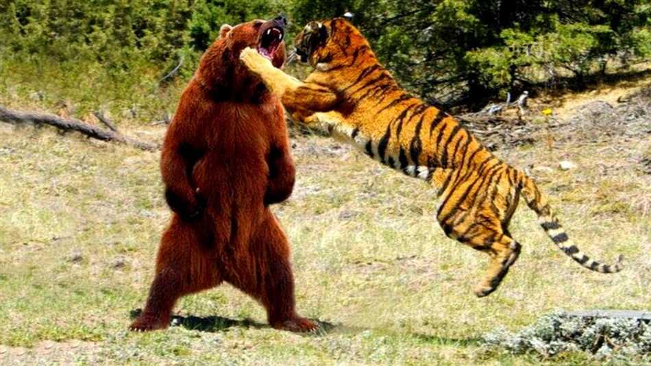 Кто сильнее буйвол или медведь?