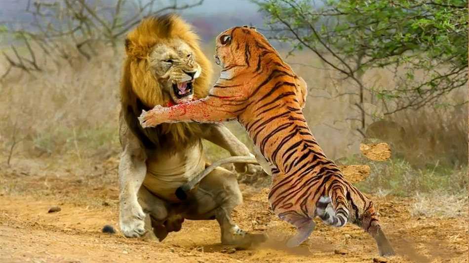 Человек и тигр: кто сильнее?