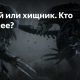 Кто сильнее: чужой или хищник? Взгляд сравнительной биологии