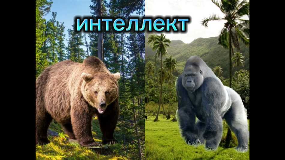 Физические характеристики медведя