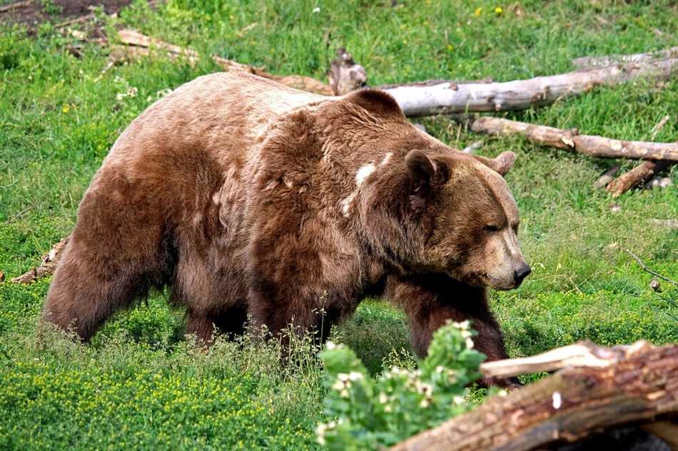 Раздел 3: Сила и агрессивность гризли и бурого медведя