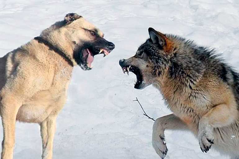 Кто сильнее кангал или волк?