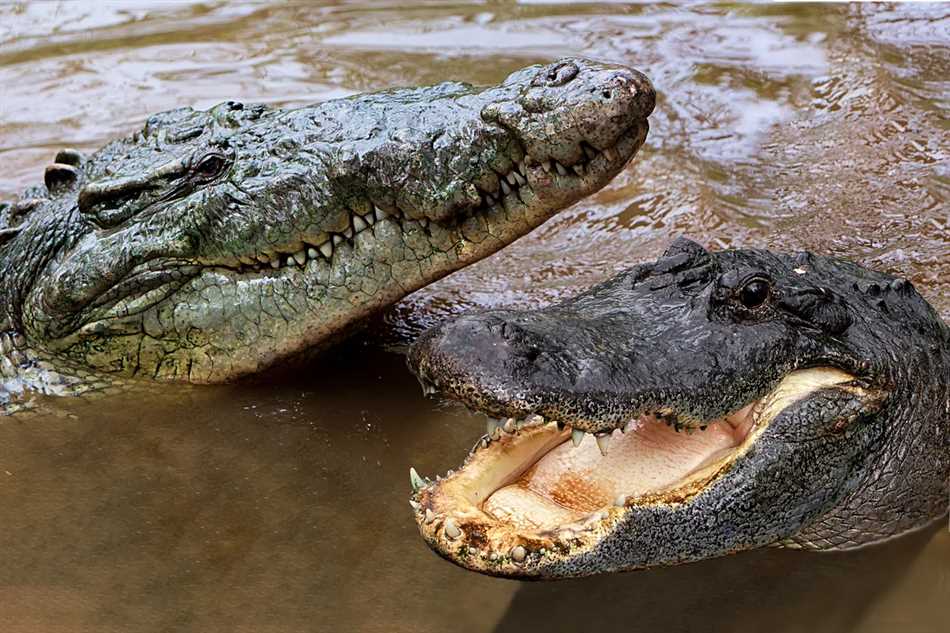 Поведение и характеристики аллигаторов и крокодилов