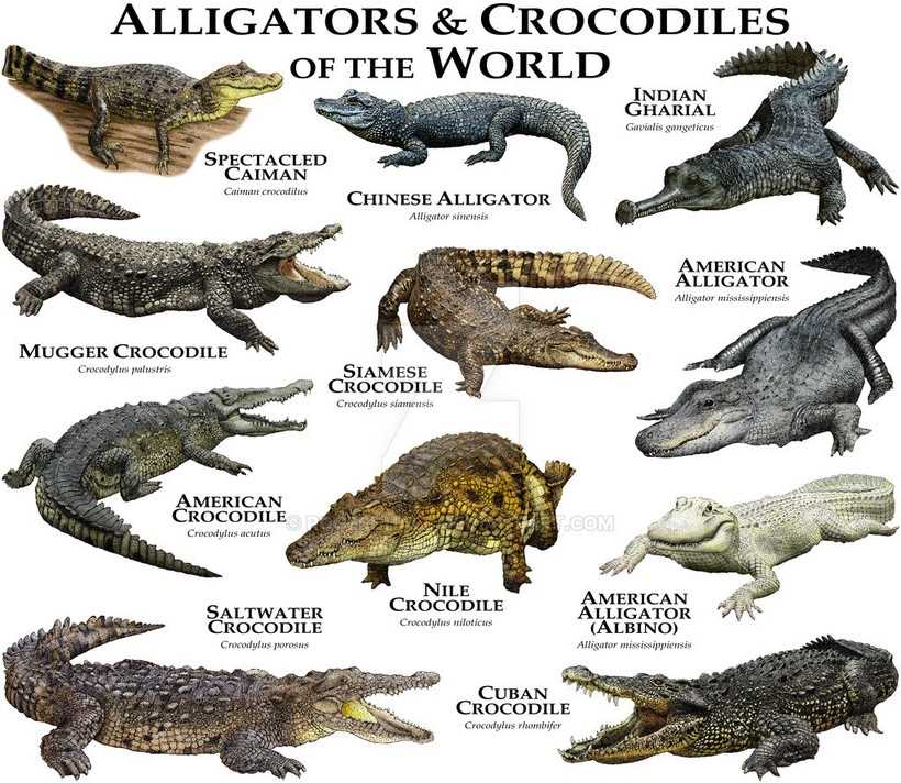 Кто сильнее крокодил или аллигатор?