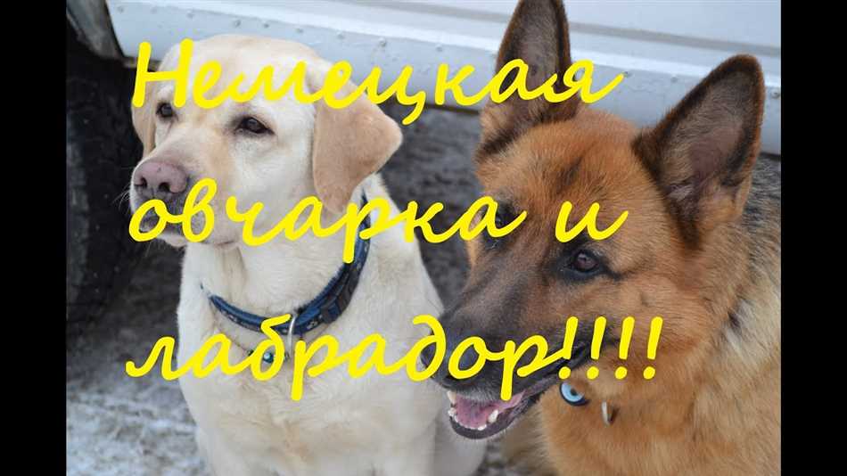 Сравнение силы лабрадора и немецкой овчарки
