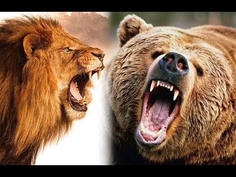 Кто сильнее лев тигр или медведь?