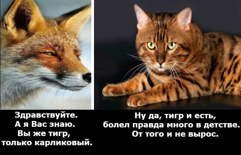 Особенности охоты кота