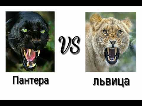 Сравнение физической силы