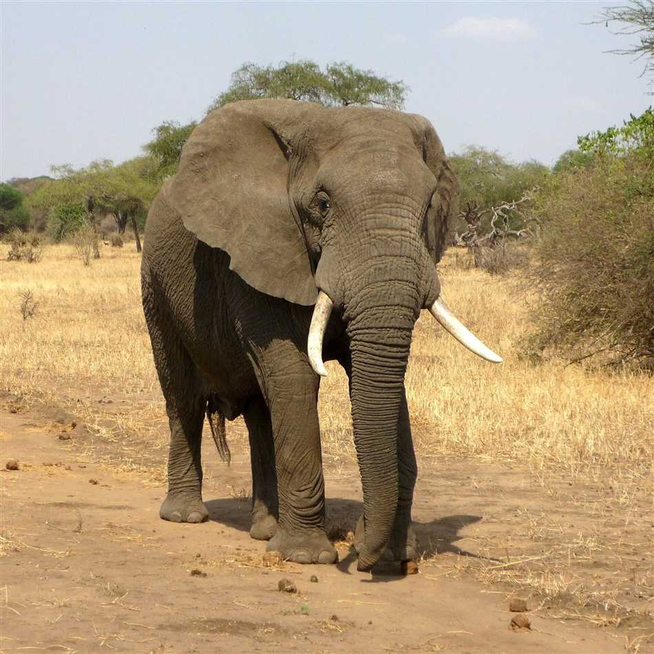 Кто сильнее слон или бегемот?