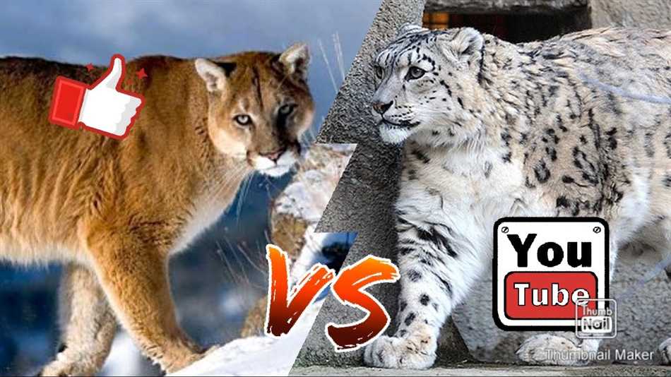 Кто сильнее снежный барс или тигр?