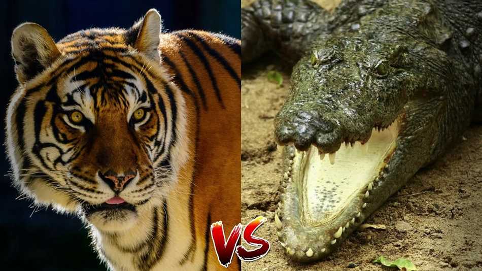 Тигр и крокодил: кто сильнее?