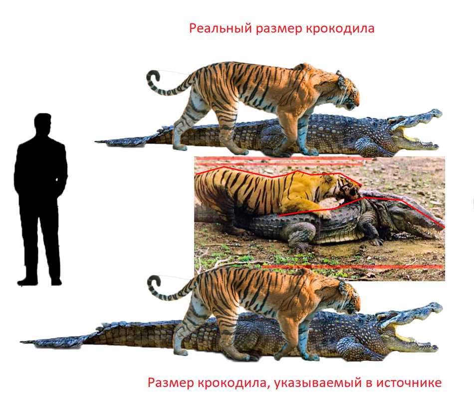 Анатомия и характеристики тигра