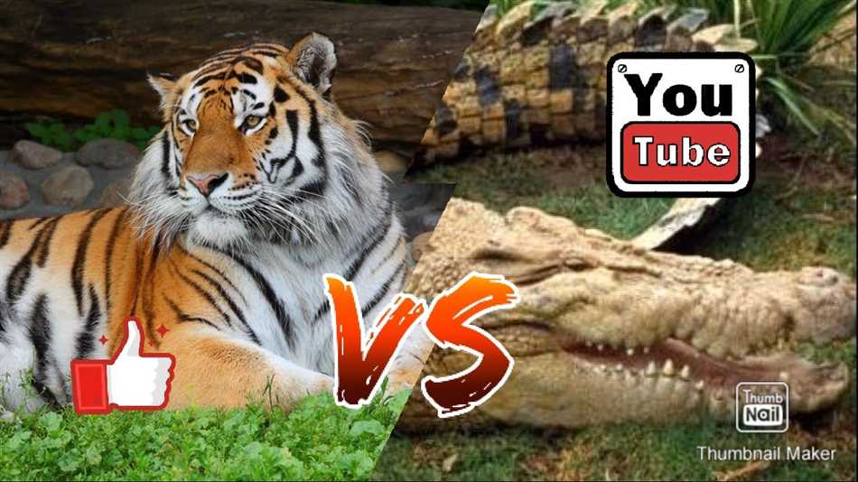 Сравнение силы и опасности тигров и крокодилов